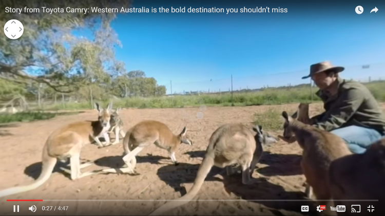 Image of kangaroos and a man